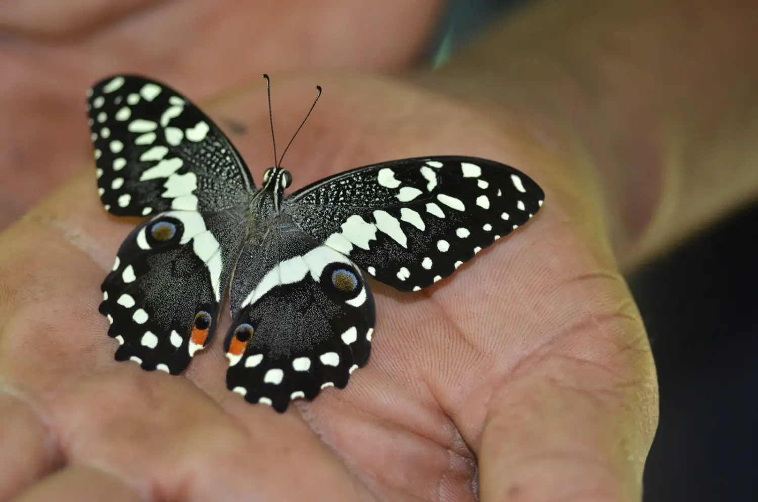 Familienurlaub / Vacaciones en familia / Family vacations