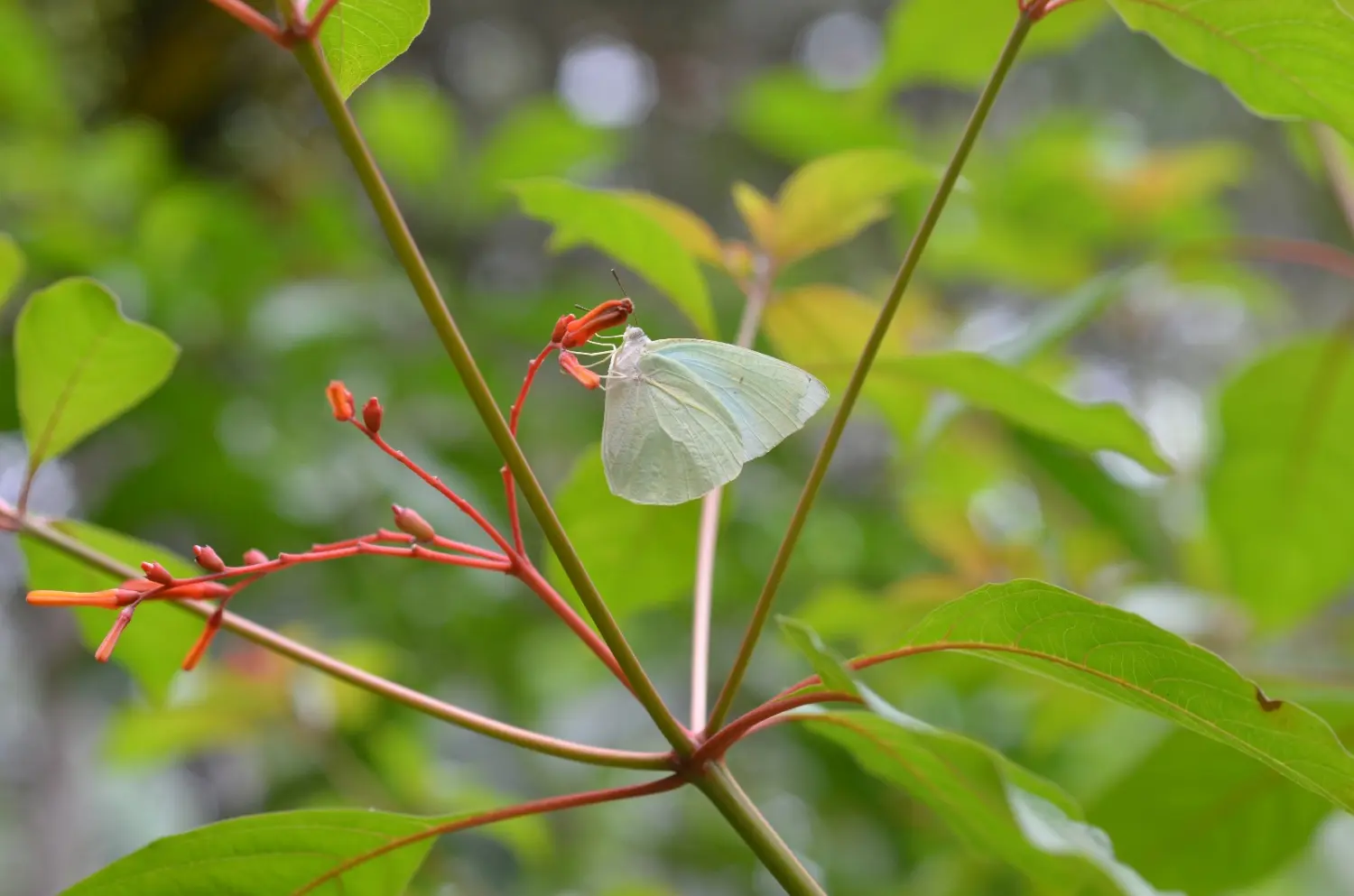  Kreuzfahrten, Cruceros, Cruises