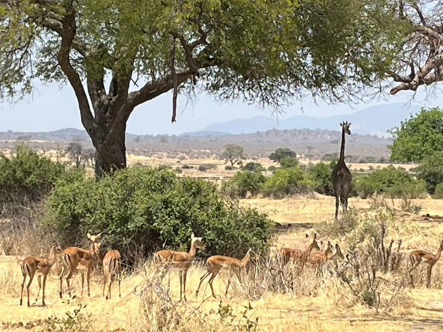 Familienurlaub / Vacaciones en familia / Family vacations