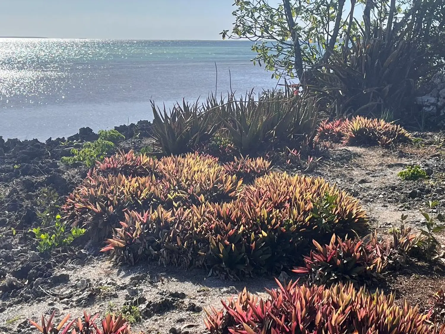 Kreuzfahrten, Cruceros, Cruises