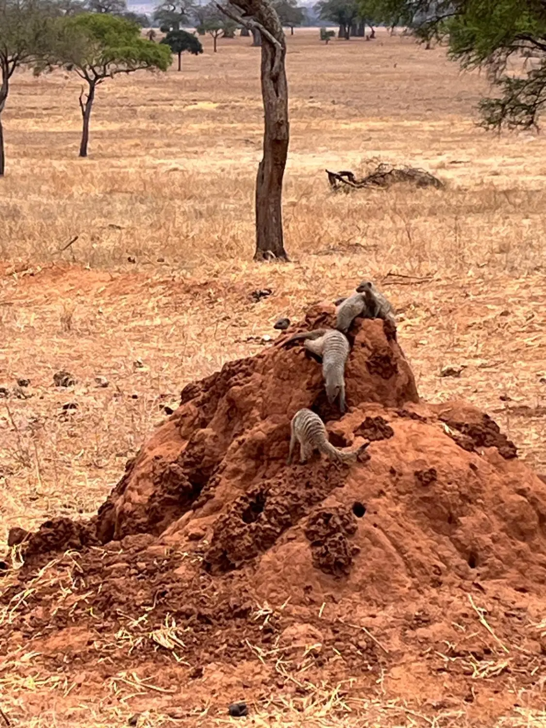 Last-Minute-Angebote, Ofertas de última hora, Last-minute deals 